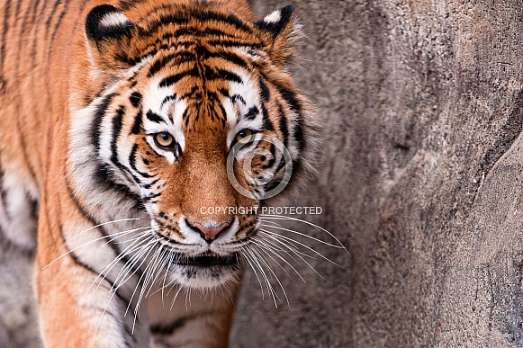 Amur Tiger