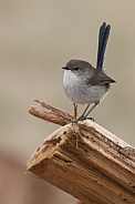 Superb fairy wren (wild)