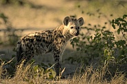 Young Hyena