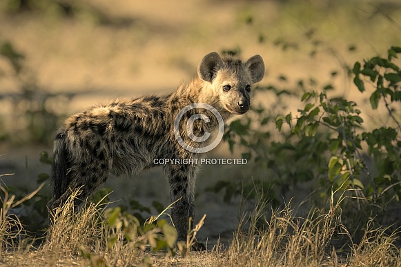 Young Hyena