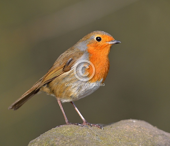 Robin