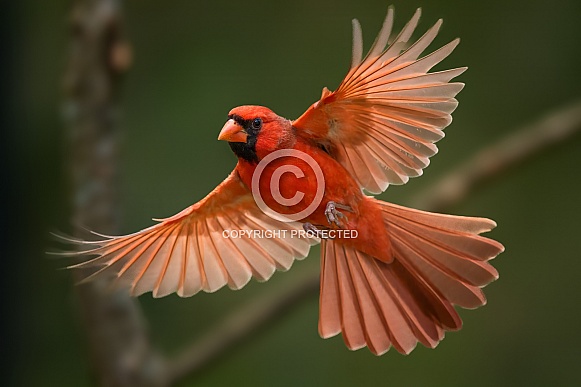 Male Northern Cardinal