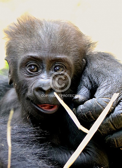 gorilla baby