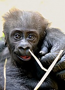 gorilla baby
