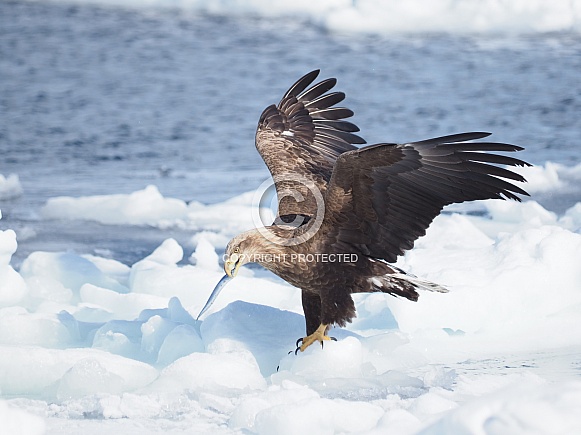 White-tailed Eagle White-tailed Eagle