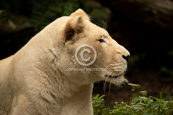 African White Lion African White Lion