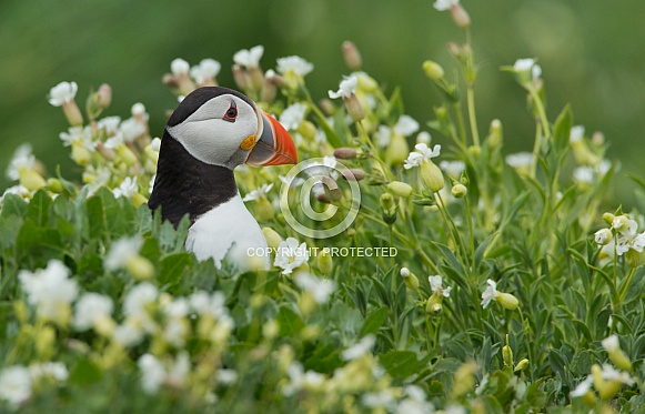 Puffin the birds from the arctic.