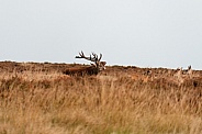Red deer stag with hinds - bellowing