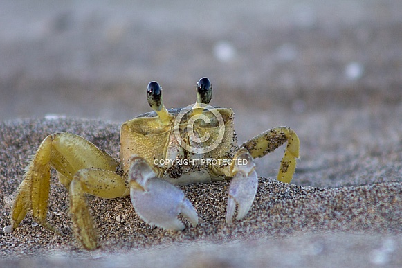 Wild Atlantic Ghost Crab