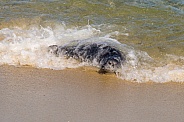 Harbor Seal Pup in the Beach Surf