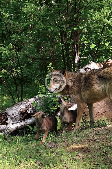 Wolf and Wolf Pups