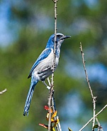 Florida Scrub Jay - Aphelocoma coerulescens - rare and critically endangered species. Federally protected. perched on bare tree branch