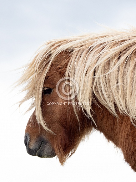 Shetland pony