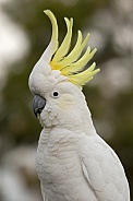 Sulphur-crested Cockatoo, crest up