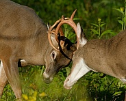 White tail deer