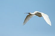 The Eurasian spoonbill