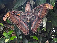 Atlas Moth