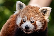 Red Panda Face Close Up