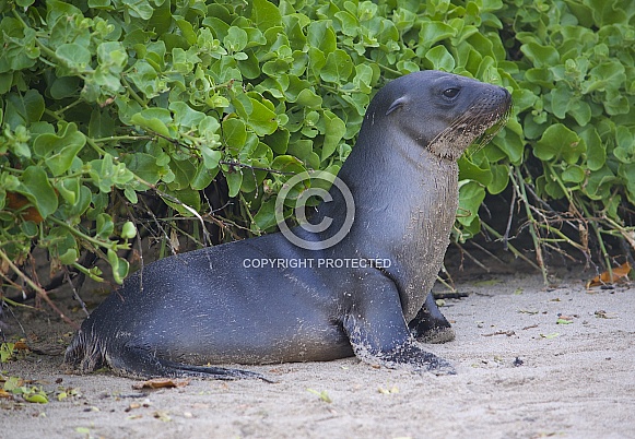 Galápagos sea lion pup