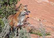 Red fox Vulpes vulpes
