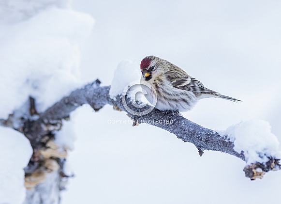 Common Female Redpoll Perched in a Tree