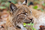 Lynx among vegetation