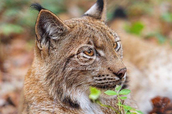 Lynx among vegetation Lynx among vegetation
