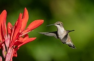 Ruby throated Hummingbird juvenile