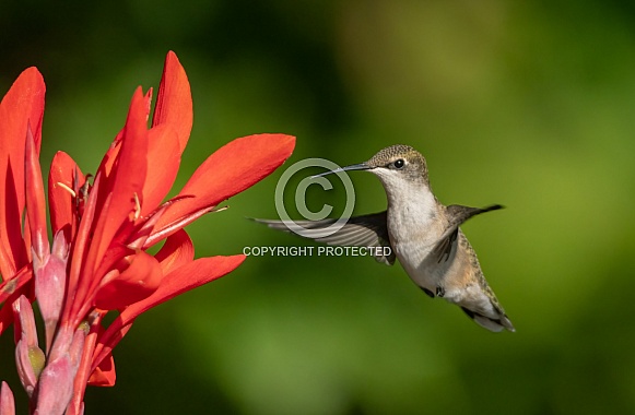 Ruby throated Hummingbird juvenile