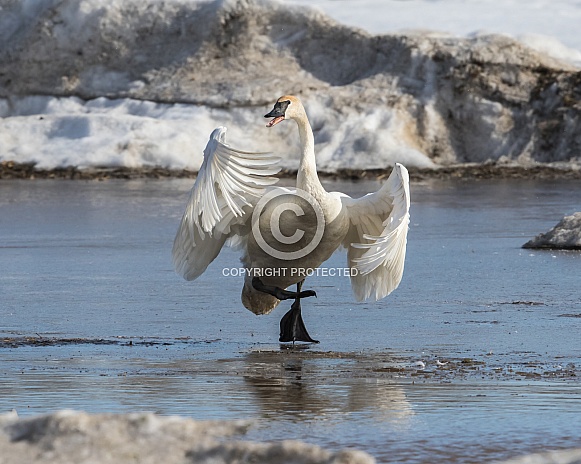 Trumpeter Swan on Thin Ice