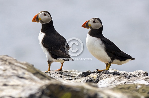 Atlantic Puffins - Farne Islands - England Atlantic Puffins - Farne Islands - England