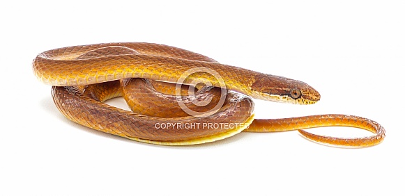 pine woods litter snake - Rhadinaea flavilata - aka yellow lipped or brown headed snake isolated on white background brown orange red color with yellow belly with stripe through eye. Side profile pine woods litter snake - Rhadinaea flavilata - aka yellow lipped or brown headed snake isolated on white background brown orange red color with yellow belly with stripe through eye. Side profile