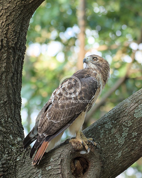 Red-tailed Hawk