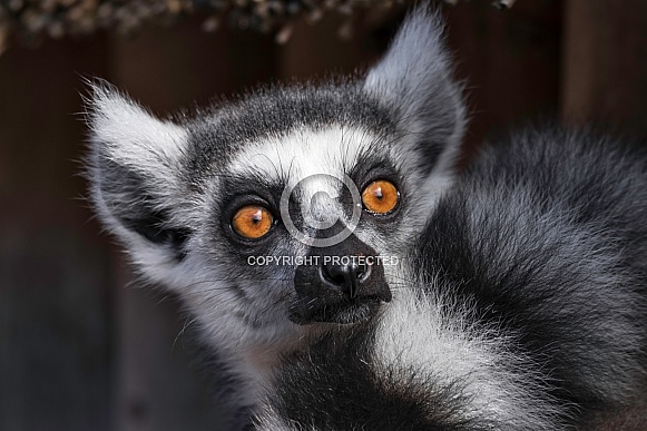 Ring Tailed Lemur Face Shot Ring Tailed Lemur Face Shot