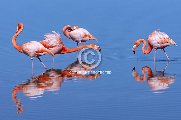 American Flamingo - Galapagos Islands