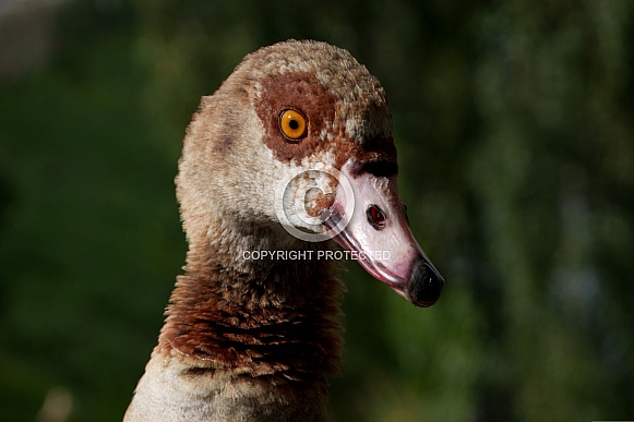 Egyptian Goose Egyptian Goose
