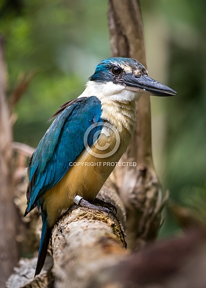Sacred Kingfisher Sacred Kingfisher