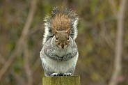 Gray Squirrel