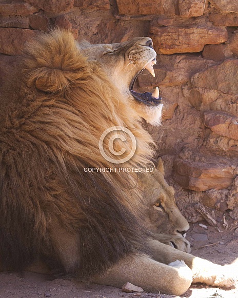 Lion yawn