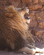 Lion yawn