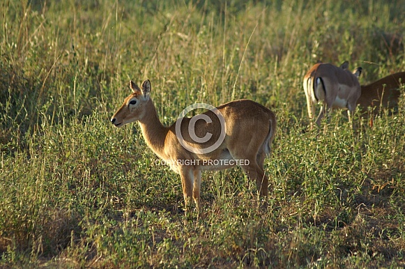 Impala