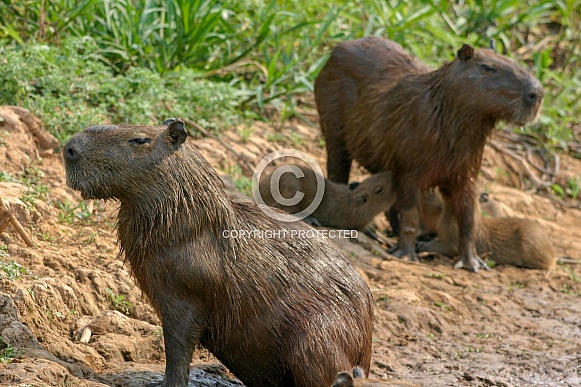 Wild Capybaras in the Pantanal, Brazil