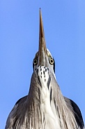 Grey Heron (Ardea cinerea)