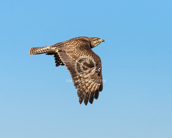 Common Buzzard