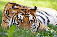 Tiger flat in grass