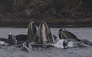 Humpback Whales Bubble Net Fishing Sitka Alaska