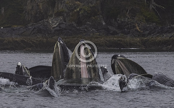 Humpback Whales Bubble Net Fishing Sitka Alaska Humpback Whales Bubble Net Fishing Sitka Alaska