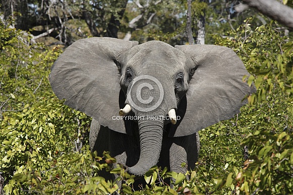 African Bull Elephant African Bull Elephant