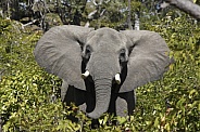 African Bull Elephant