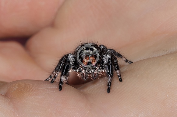 Jumping Spider